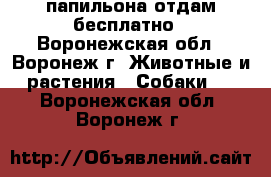 папильона отдам бесплатно - Воронежская обл., Воронеж г. Животные и растения » Собаки   . Воронежская обл.,Воронеж г.